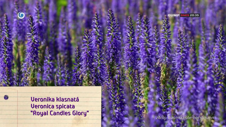 Nova zahrada - trvalky